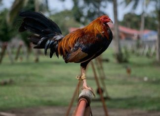 মোরগের চাকুর আঘাতে মালিকের মৃত্যু