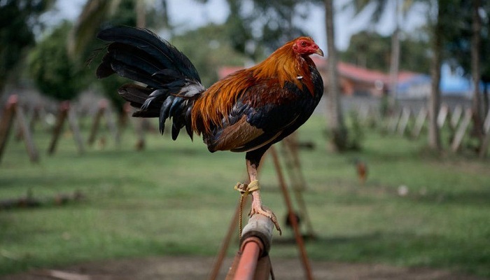মোরগের চাকুর আঘাতে মালিকের মৃত্যু