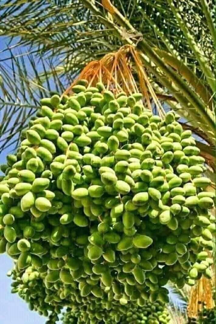 সৌদী খেজুর