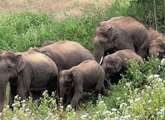 আনোয়ারায় হাতির আক্রমনে ১জনের মৃত্যু