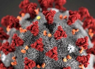 চব্বিশ ঘন্টায় দেশে করোনায় ৭ জনের মৃত্যু