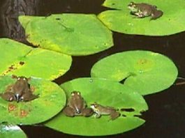 মশা মারতে ঢাকার জলাশয়ে ছাড়া হচ্ছে ব্যাঙ