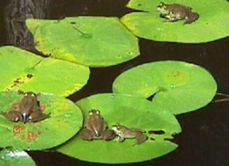 মশা মারতে ঢাকার জলাশয়ে ছাড়া হচ্ছে ব্যাঙ