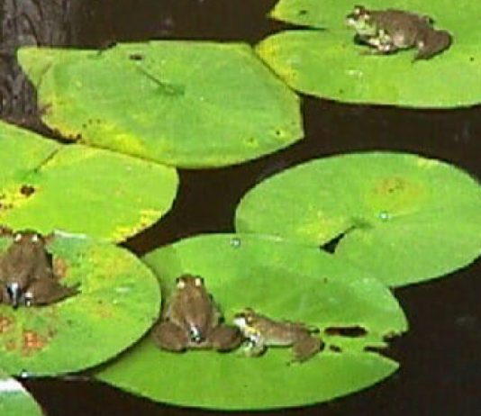 মশা মারতে ঢাকার জলাশয়ে ছাড়া হচ্ছে ব্যাঙ