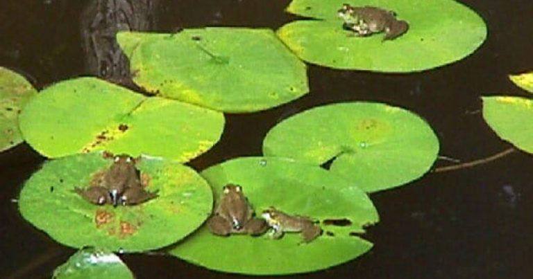 মশা মারতে ঢাকার জলাশয়ে ছাড়া হচ্ছে ব্যাঙ